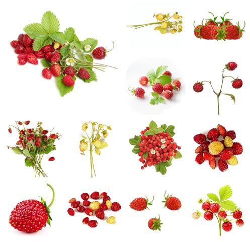 semillas de fresa silvestre perenne en resistentes al aire libre de fresa silvestre Decoración de jardín l para exteriores 125pcs