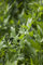 Levisticum officinale 9x9 cm Topf – Winterhart, Mehrjährig, Pflegeleicht – Liebstöckel – Kräuterpflanze für Garten & Balkon