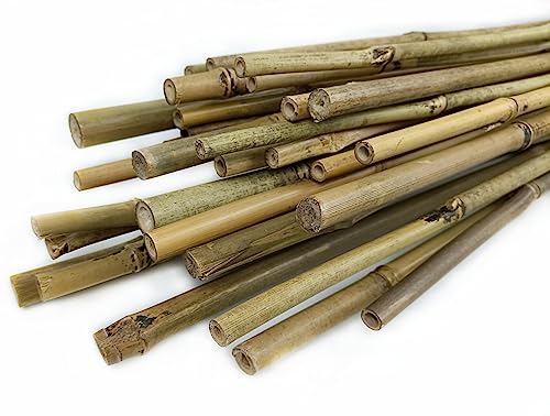 CULTIVERS Tutores para Plantas de Caña Bambú 180 cm (Ø14/16 mm). Pack 30 Unidades. Tutor para Tomates, huerto, árboles y Todo Tipo de Plantas. Varillas para Plantas. Bambú Natural