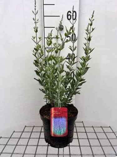 Perovskia atripl. 'Little Spire' - Spirea blu, salvia russa 30-40 cm in vaso