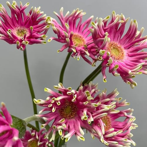 semillas de gerbera - balcón exóticas resistentes, cobertura del suelo perenne 80pcs