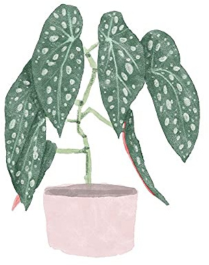 ArtExpert Polka Dot Begonia Iii by Bannarot - 12x12 Art Print Poster