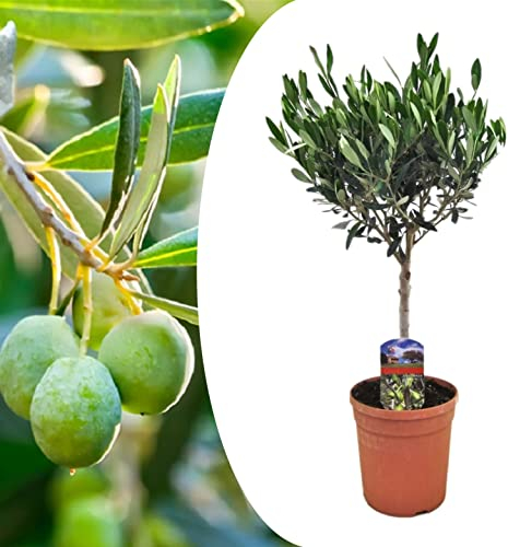 Plant in a Box - Olea Europaea - Olivenbaum - Gartenpflanze - Mediterranen Obstbaum - Topf 17cm - Höhe 60-70cm
