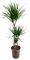 Plant in a Box - Dracaena Marginata - XL Drachenbaum - Grüne Zimmerpflanze - Topf 24cm - Höhe 110-130cm