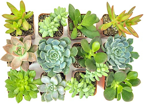 Pack 10 Bonitas Suculentas Plantas Naturales En Macetas de Plástico Plantas Vivas Interior y Exterior