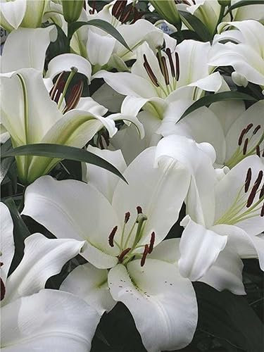 CSL sunrise Lilie  Monte Bianco  schneeweiß, 10x Zwiebeln, Lilium bis 130 cm, winterharte und mehrjährig Lilienzwiebeln, Blumenzwiebeln, bienenfreundlich