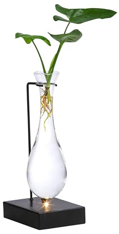 Dehner Waterplant Baumfreund, im LED-Glas, Ø 6 cm, Höhe 30 cm | Philodendron Fun Bun, Wasserpflanze, pflegeleichte Zimmerpflanze, für halbschattschattige Standorte
