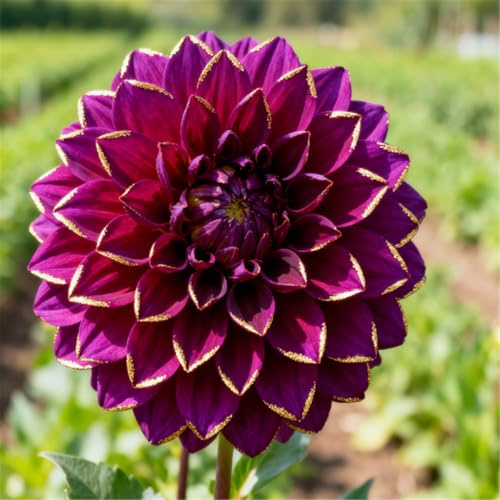 Dalias perennes para jardines - Disfrútalas durante años después de plantarlas - Fáciles de cuidar-4 PCS-J
