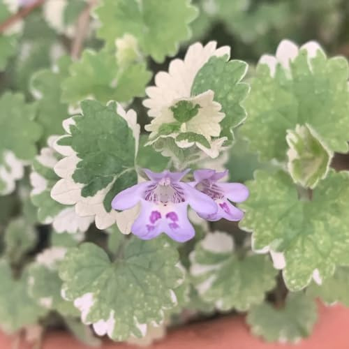 Edera terrestre resistenti per giardini rocciosi semi estivi per giardinieri: semi di ornamentali zone soleggiate in vaso 200semi