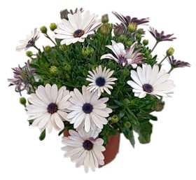 Margarita Natural en Maceta Arbusto Floral con Flores de Gran Durabilidad