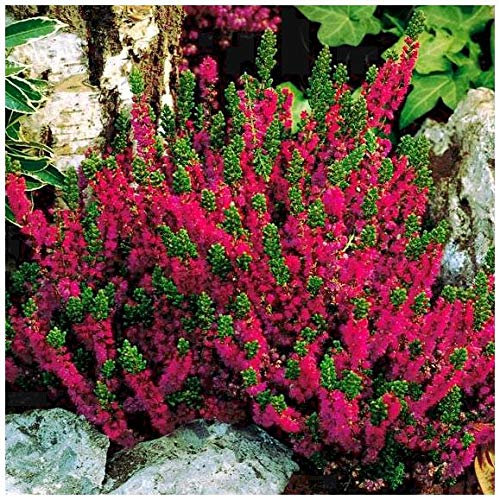 GrowOn Shrubs Scottish Heather Calluna Vulgaris 'Dark Beauty' | Evergreen Shrub | Outdoor Garden Ready Plant | Summer and Autumn Flowering | Cerise, Ruby-Red Flowers