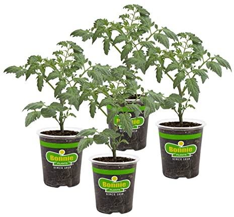 Bonnie PLANTS Husky Cherry Red Tomato Live Vegetable Plants - 4 Pack, Non-GMO, Bite Sized, Disease Resistant