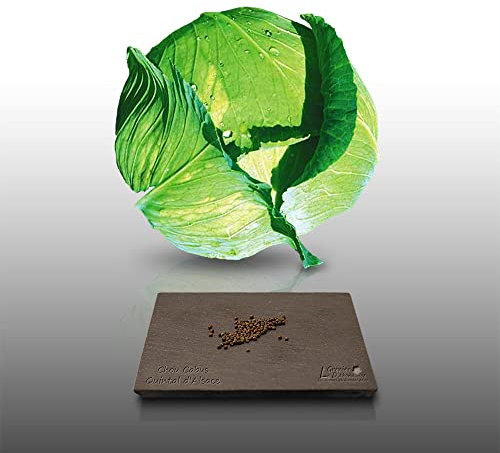 100 graines à semer - Le Grenier d'Abondance - CHOU Cabus Quintal d'Alsace - Brassica oleracea