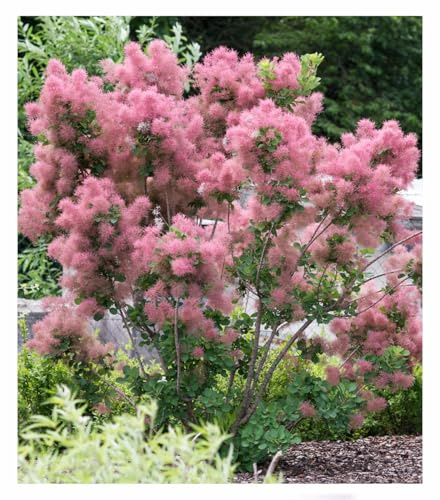 BALDUR Garten Perückenstrauch Cotinus 'Smokey Joe®',1 Pflanze, attraktiver Blickfang, beeindruckende Herbstfärbung, winterhart & mehrjährig, ideal für Beet & Kübel, pflegeleicht & robust