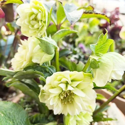 christrosen büropflanzen balkonpflanze frühlingsblumen blumensaat blumenbeet balkon bonsai topf dekopflanze blumenwiesensaat exotische zimmerpflanzen sommerblumen blumenstauden 1000samen