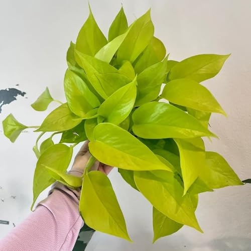 semi di pothos - biologiche d'appartamento esotiche resistenti 400pcs