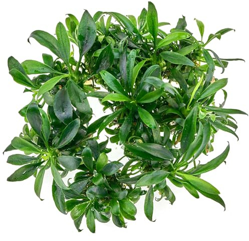 Anubias barteri var. glabra Small Leaf - in vitro - im 5,5-cm-Becher | Kleinblättrige Aufsitzerpflanze mit dichtem Wuchs - pflegeleicht und ideal für Steine, Wurzeln, Vordergrund und Aquascapes.