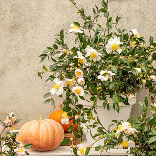 Camellia sasanqua ‘White’ – Autumn to Winter Flowering Shrub, Fragrant White Blooms, Evergreen Garden Beauty or Patio Container Plant - 1x 15cm Potted Plant by Thompson & Morgan
