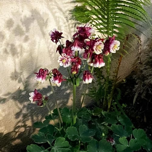semi di aquilegia,decorazione da giardino per esterni-decorazione del soggiorno coltivazione di semi-decorative da appartamento 300pcs