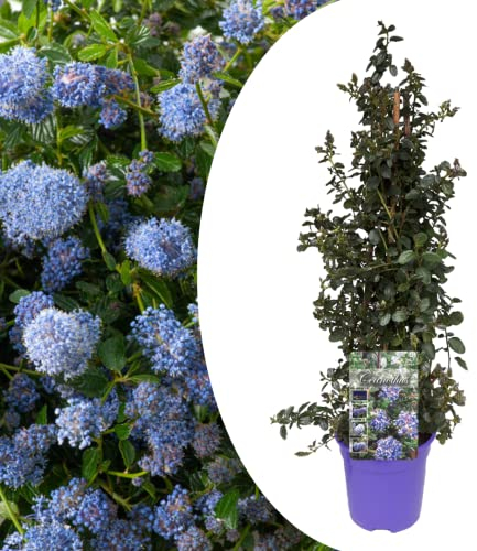 Plant in a Box - Ceanothus thyrsiflorus Repens - Blücht im Frühjahr - Glänzende Blätter - Boden-Blauschwingel - Topf 17cm - Höhe 60-70cm