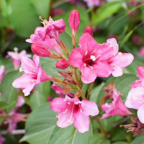 Weigela Florida 'Korea' - Dense, Rounded Shrub with Rose-Pink Bell-Shaped Flowers, 1X or 2X 3.6 Litre Pots by Thompson and Morgan