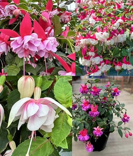 Fuchsia 'Patio Dancers' Mixed Pack x6 Plug Plants