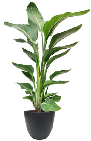 I GIARDINI DI GIULIA - Strelitzia Nicolai “Uccello del Paradiso” Ø20 cm H90 cm – Pianta da Interno Tropicale a Grandi Foglie, Purificatrice d’Aria (Vaso antracite)