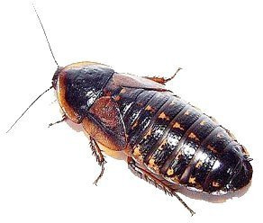 Live Dubia Roaches for Feeding Reptiles (10, Adult Male) by Blaptica dubia