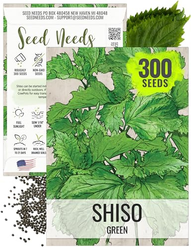 Seed Needs Shiso Seeds for Planting Green Perilla Herbs - Non-GMO Heirloom & Untreated Annual Herb Seed to Plant a Culinary Garden Indoors or Outdoors (1 Pack)