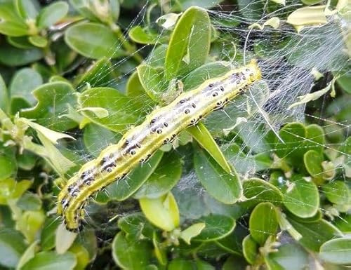 Ferrarium-Nematoden gegen Buchsbaummotte 20 Millionen Nematoden
