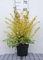 Ligustrum oval. 'Lemon And Lime' - Troène Doré 'Lemon And Lime' 25-30 cm en pot
