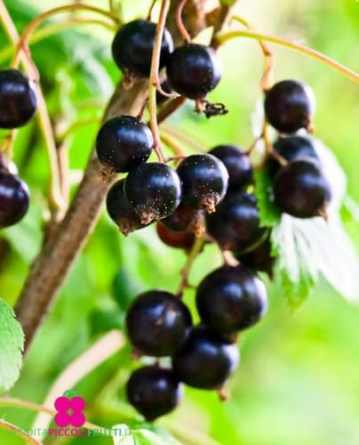 Planta de Ribes negro 'Titania' - en maceta 19 cm - h. planta 70/80 cm