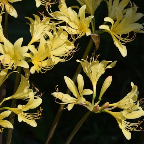 bulbos de lycoris radiata - lirio araña, jardín de rocas Decoración de balcón perennes 6pcs