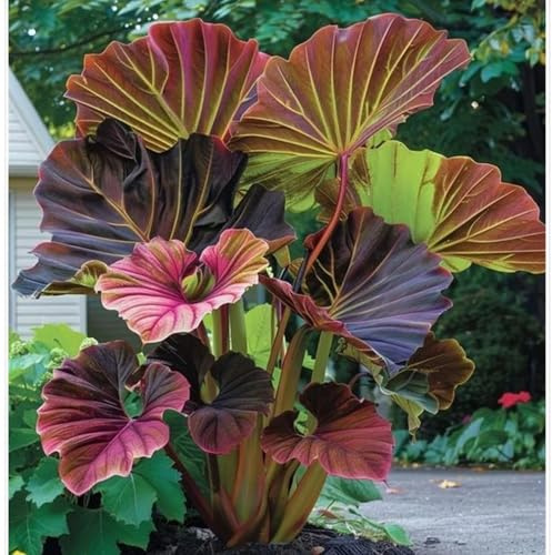 Rara Oreja de elefante,Adecuado para la siembra de todas las estaciones,verde vivo,Colocasia Magic,Adornos de plantación en maceta para principiantes.-3rhizome-F