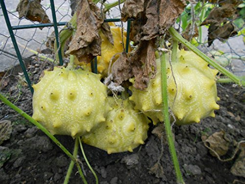 **Neu Kiwano Weiß** Die Afrikanische Horngurke oder Hornmelone 5 Samen