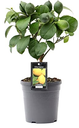 Limonero Árbol Natural Pequeño Planta Limonero Citrus Lemon Árbol Natural Árbol Frutal