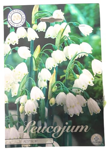 Leucojum Aestivum Blumenzwiebeln, Märzenbecher, winterharte Pflanzen für Garten und Balkon (50)