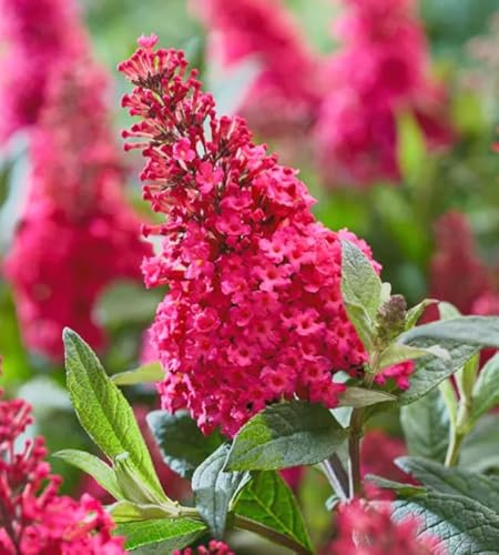Miss Molly Butterfly Bush Dwarf Buddleia - Pink Red Blooms, 3” Pot, Live Plant