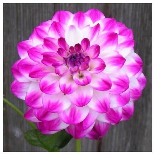 Raíces de dalia - /crecimiento vigoroso, excelente tacto, mezclado con tallas de oro y jade.-6 Rizoma-E