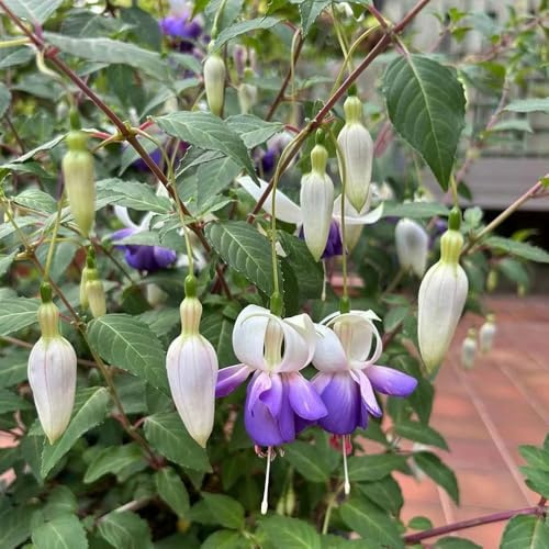 Fuchsiensamen pflanzensamen zimmerpflanzen Fuchsien kräuterpflanzen gartenkräuter kräutergarten schnittblumen wildblumen balkonblumen blumengarten blumensamen kräutersamen rankpflanzen 300samen