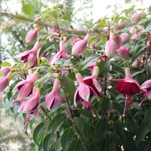 fuchsien hängend - garten gewächshaus balkon topfpflanzen deko büro zimmerbonsai gartenpflanzen bio pflanzensamen indoor alte sorten blumensamen mehrjährig winterhart dekoration 350samen