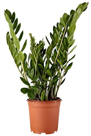 Zamioculcas Zamiifolia House Plant in a 17cm Pot. Fern Arum. Approx 60-65cm Tall