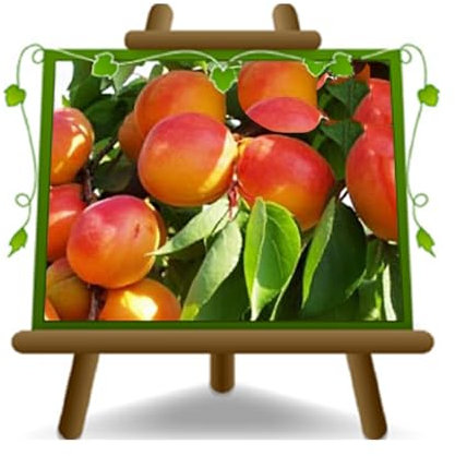 EURO PLANTS VIVAI Albicocco Pellecchiella pianta da frutto antico autofertile su vaso 26 cm Altezza: 180~200 cm - Età 4 anni