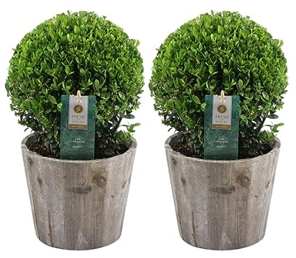 Plants by Frank | vera pianta di agrifoglio a forma di bulbo | 2 bulbi Ilex crenata 'Jenny' in vaso di legno, set da 2 pezzi | diametro 20 cm Ø | Sostituzione del bosso | Ilex | piante da giardino |