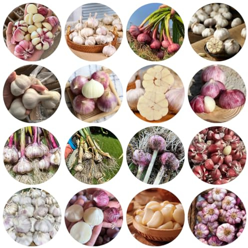 Semillas de ajo para resistentes, jardín semillas de ajo invierno ajo silvestres, 500pcs