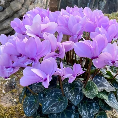 ciclamino ornamentali per luoghi soleggiati semi di ciclamino semi di tappezzanti, all'inverno da da recisi in 550semi