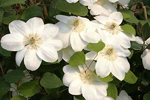Portal Cool 12 Semi di Fiore Big White Clematis Signora Lecoultre perenne Metodo Bio