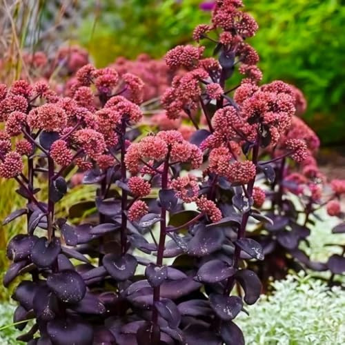 Sedum erythrostictum de primavera resistentes en Decoración 225semillas