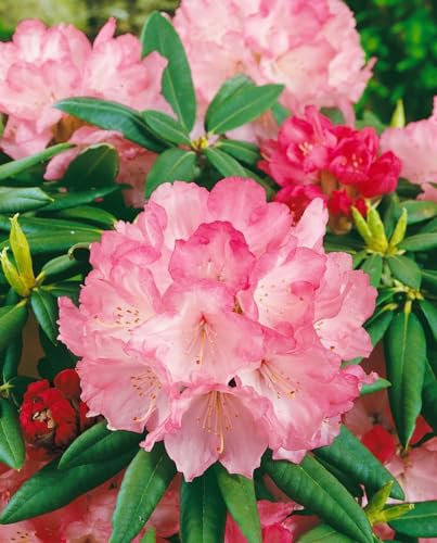 Rhododendron yakushimanum 'Barmstedt' 30-40 cm - Rhododendron, rosa Blüten, Blütezeit Mai-Juni, ideal für Halbschatten, winterhart und pflegeleicht