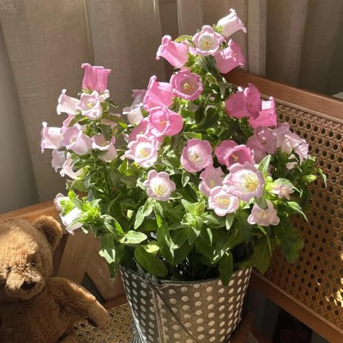 Semi di campanula-Campanula media,semi di e in vaso da giardino、lungo periodo di per un regali per gli amanti del 150pcs